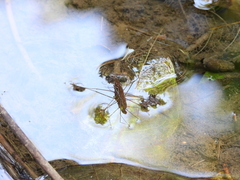 Gerris gracilicornis