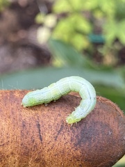 Trichoplusia ni