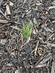 Poa