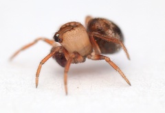 Phycosoma oecobioides