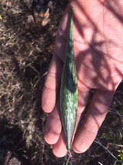 Polystemma cordifolium