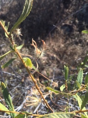 Polystemma cordifolium