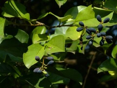 Ligustrum robustum perrottetii