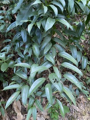 Smilax lanceifolia