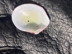 Semele rubropicta