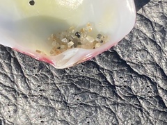 Semele rubropicta