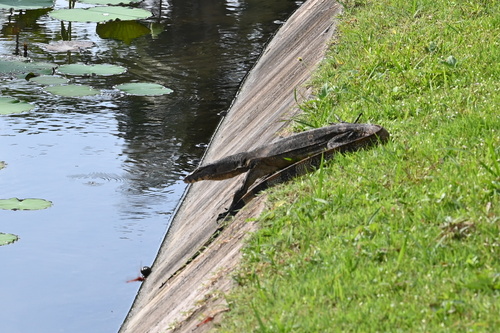 Indomalayan Water Monitor — seen at this dive site