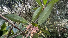 Myrsine seguinii