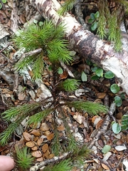 Dendroligotrichum tongariroense