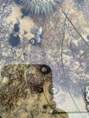 Acanthinucella spirata