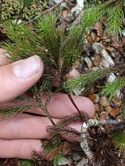 Dendroligotrichum tongariroense