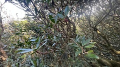 Myrsine seguinii
