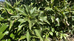 Dendropanax dentiger