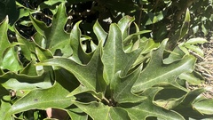 Dendropanax dentiger