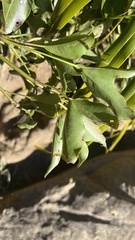 Dendropanax dentiger