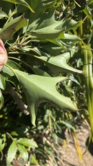 Dendropanax dentiger