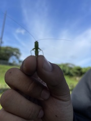 Conocephalus saltator
