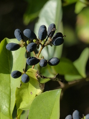 Ligustrum robustum perrottetii