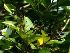 Ligustrum robustum perrottetii