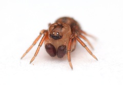 Phycosoma oecobioides