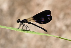 Aristocypha fenestrella