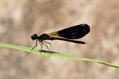 Aristocypha fenestrella
