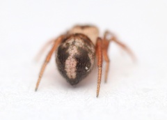 Phycosoma oecobioides