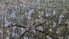 Hersilia sumatrana