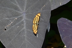 Pantoporia