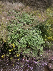 Geranium pulchrum