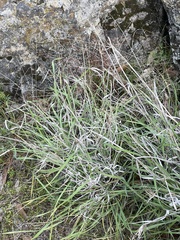 Festuca californica