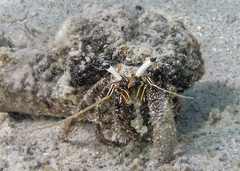 Dardanus scutellatus