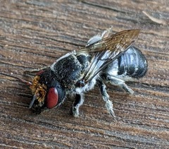 Megachile aurifrons