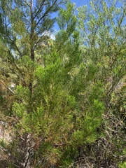 Callitris columellaris