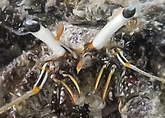 Dardanus scutellatus