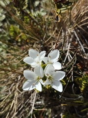 Veronica macrantha brachyphylla