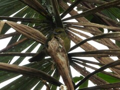 Sphenopsis frontalis