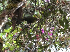 Sphenopsis frontalis