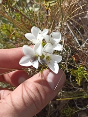 Veronica macrantha brachyphylla