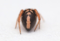 Phycosoma oecobioides