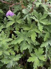 Geranium pulchrum