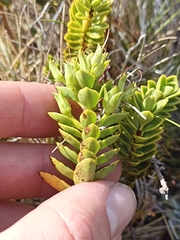 Veronica macrantha brachyphylla