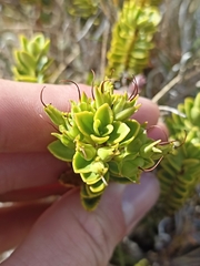Veronica macrantha brachyphylla