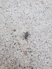 Monochamus clamator