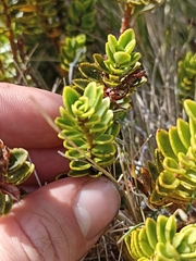 Veronica macrantha brachyphylla