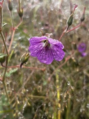 Geranium pulchrum