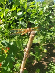 Libellula saturata