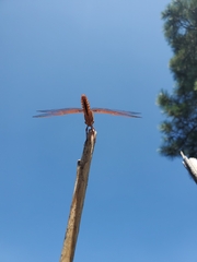 Libellula saturata