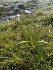 Cyrtanthus flanaganii