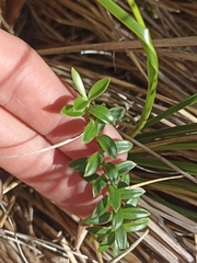 Veronica vernicosa